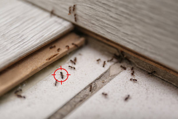 Best Residential Pest Control  in Lander, WY